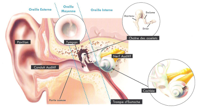 Schéma de l'oreille